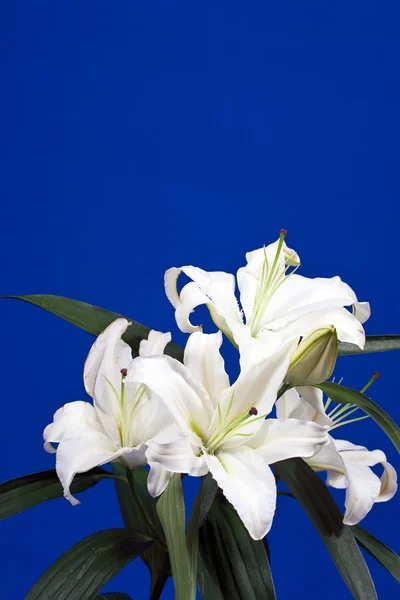Bílá lilie na modrém — Stock fotografie