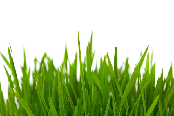 Gras über Weiß mit Copyspace — Stockfoto