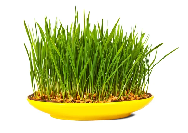 stock image Grass of wheat grown