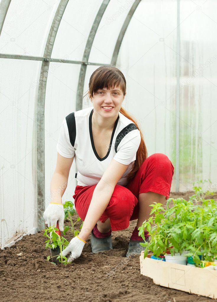 How to grow the earliest tomato on the block