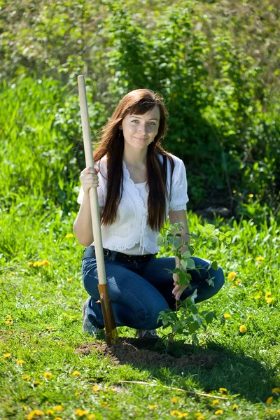 女性の庭で植わるラズベリー — ストック写真