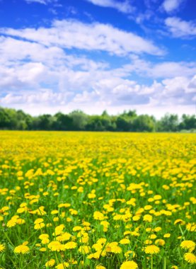 Summer landscape with dandelions meadow clipart