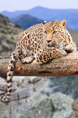 Leopard at wildness area clipart