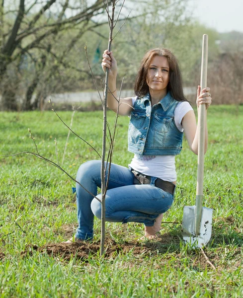 Kvinnlig trädgårdsmästare plantera träd — Stockfoto