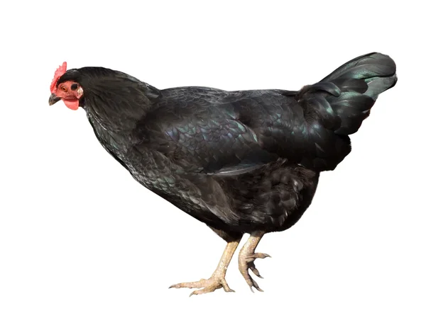Schwarze Henne. isoliert auf weiß — Stockfoto