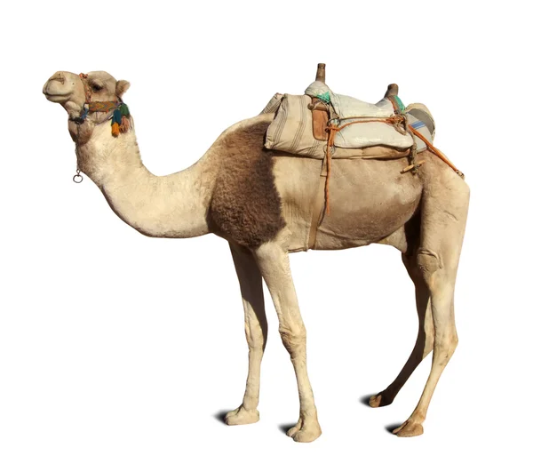 Camello sobre blanco —  Fotos de Stock