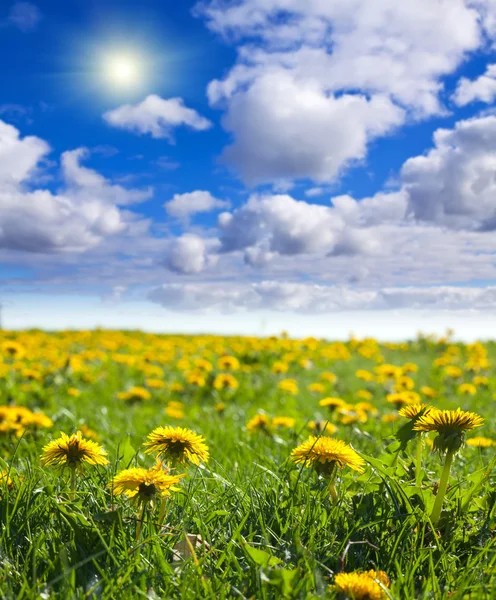 Summer landscape with dandelion meadow — Stock Photo, Image