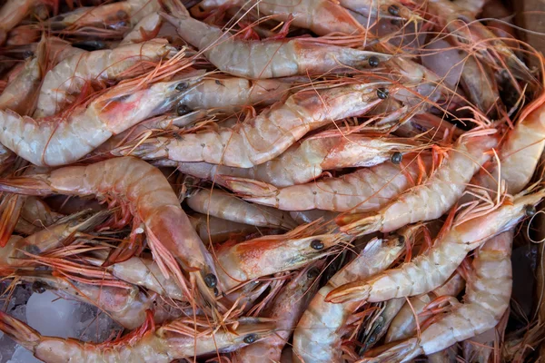 Crevettes au comptoir du marché — Photo
