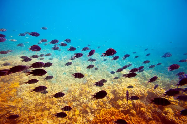 Tropiska fiskar på korallrev område — Stockfoto