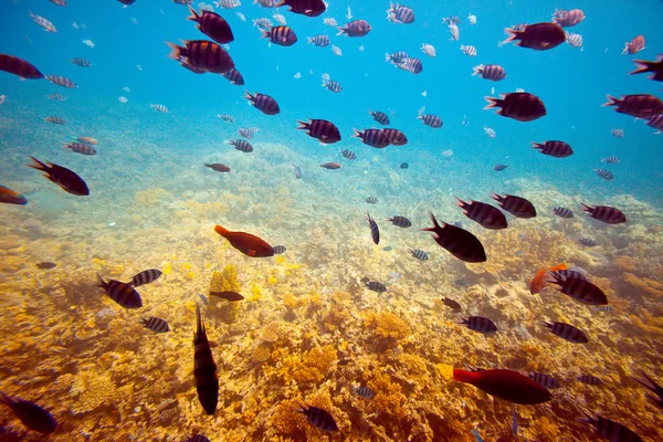 Peces en la zona del arrecife de coral — Foto de Stock