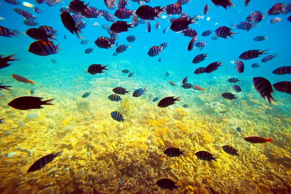 Mercan alan üzerinde tropikal balıklar — Stok fotoğraf