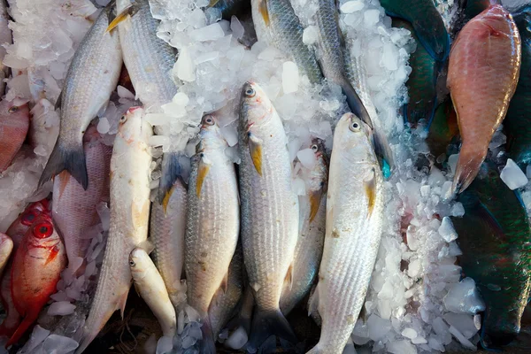 Fish on market counter — Stock Photo, Image