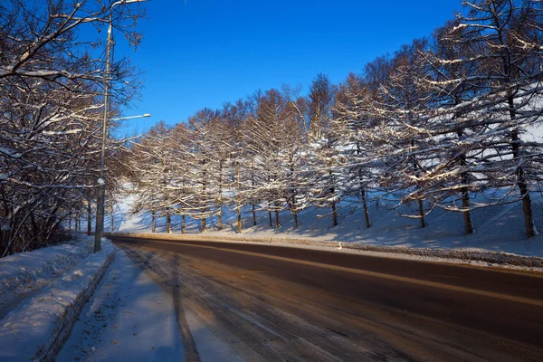 Δρόμος μέσα στο δάσος χειμώνα — Φωτογραφία Αρχείου