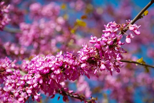 Fialově kvetoucí rostlina siliquastrum Zmarlika — Stock fotografie