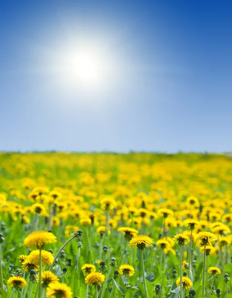Groen veld met gele paardebloemen — Stockfoto
