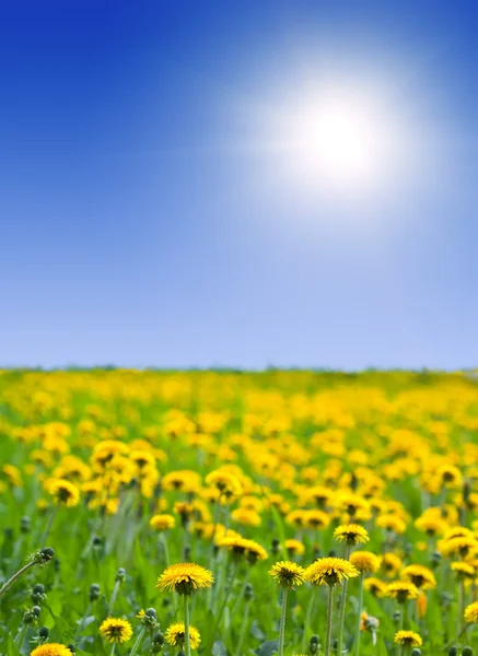 stock image Summer landscape with dandelions