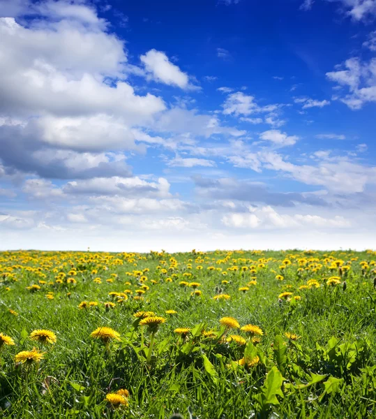 Summer landscape with dandelions — Stock Photo, Image
