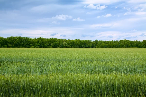 Sommerlandschaft mit grünem Feld — Stockfoto