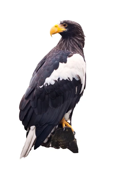 Stellers sea eagle över vita — Stockfoto
