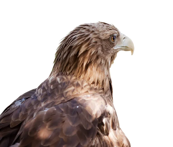 Head of white-tailed eagle — Stock Photo, Image
