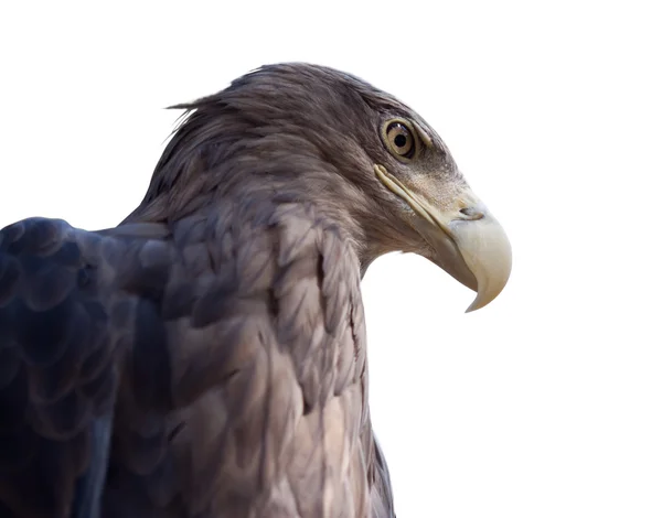 Chef för eagle. isolerade över vita — Stockfoto