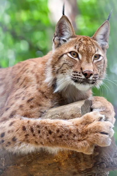 Lynx vahşilik alan karşı — Stok fotoğraf
