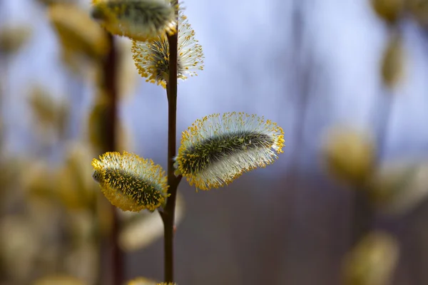 stock image Spring willow twig with buds