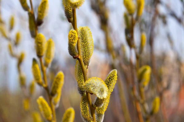 Весняні нирки — стокове фото