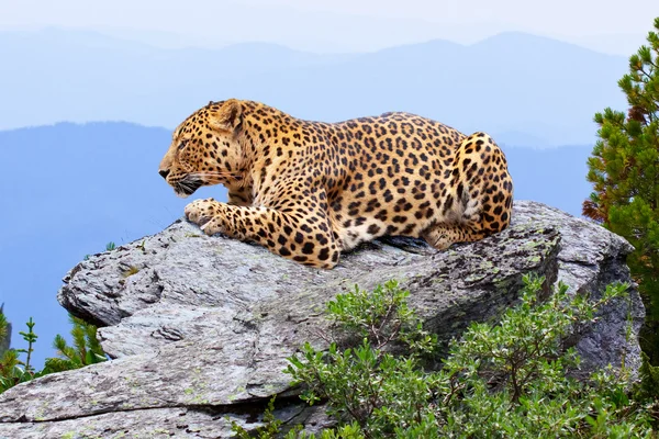 Leopard na divokost oblast — Stock fotografie