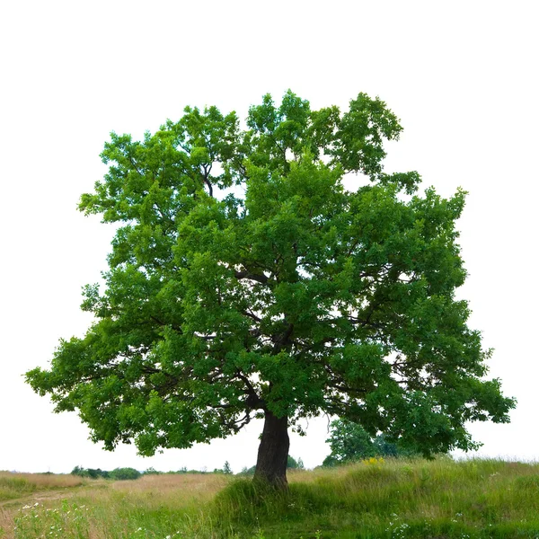 stock image Oak tree, isolated over white