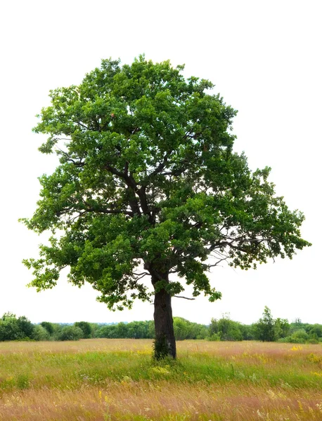 橡木树，孤立在白色背景 — 图库照片