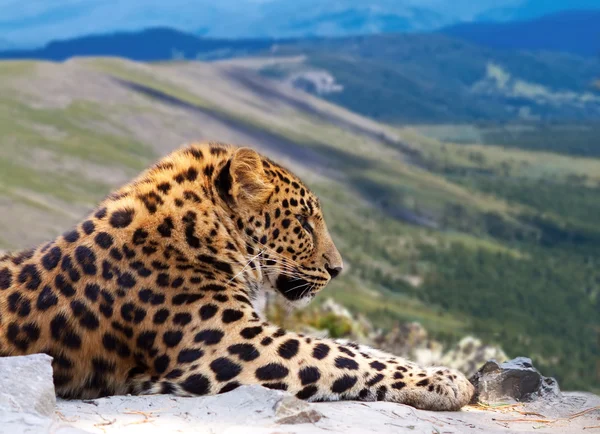 Leopard on rock — Stock Photo, Image