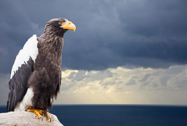 Águila de mar de Steller — Foto de Stock