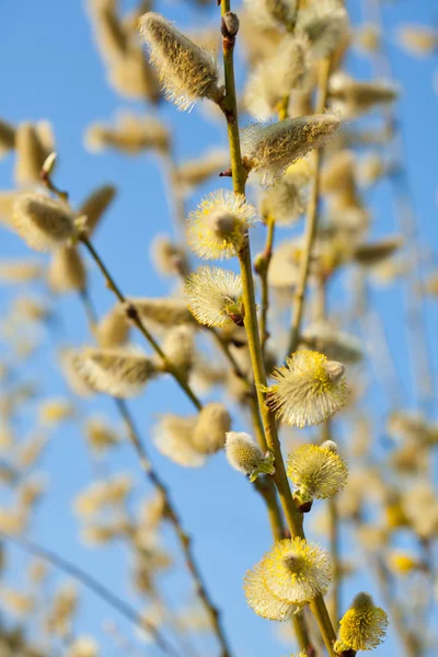 Yellow pussy willow — Stock Photo, Image