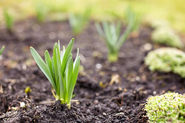 Plantas de esparcido — Foto de Stock