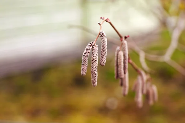 ハシバミの尾状花序 - セイヨウハシバミ — ストック写真
