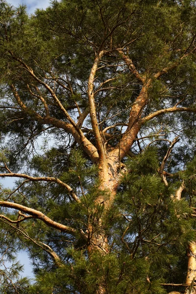 stock image Pines tree