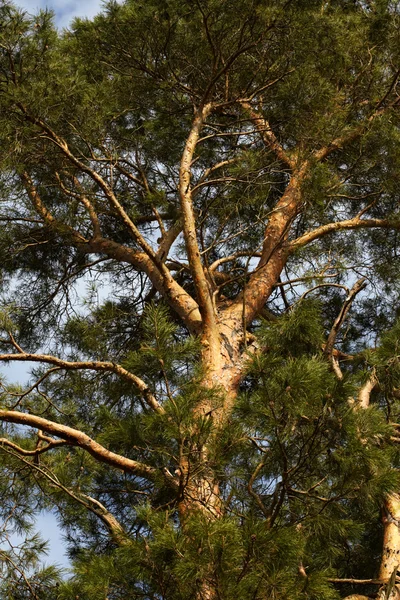 松の木 — ストック写真