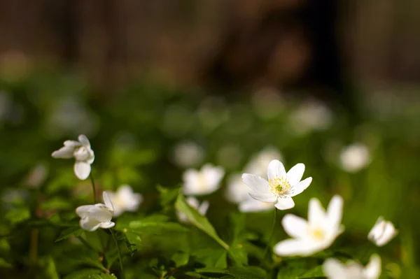Flor de vento de primavera — Fotografia de Stock