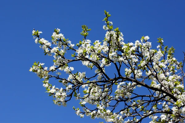 Біла Сливова Квітка — стокове фото
