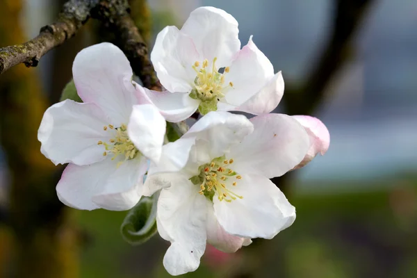 Virágos almafa — Stock Fotó