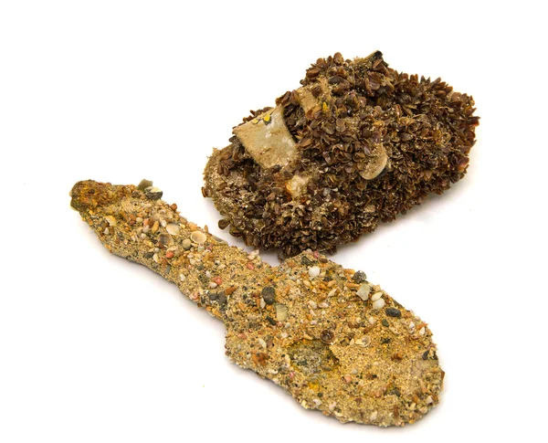 Tirar basura cubierta de conchas marinas —  Fotos de Stock