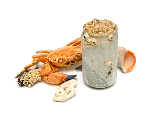 ムール貝と草に覆われた金属ボトル — ストック写真