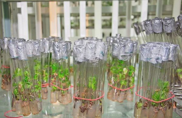 stock image Cutting grapes in vitro