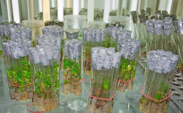 Styckning druvor in vitro- — Stockfoto