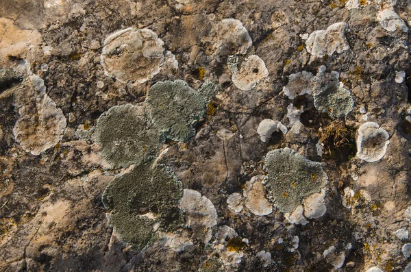 stock image Lichen on stone