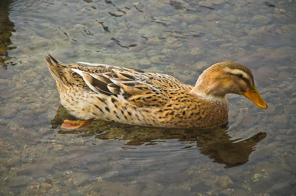 Ducks in the lake — Stock Photo, Image