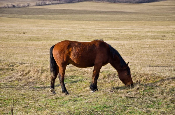 Cavalo está se alimentando — Fotografia de Stock