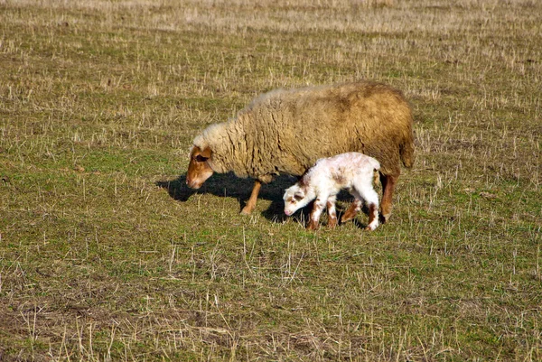 stock image Sheep and lamb