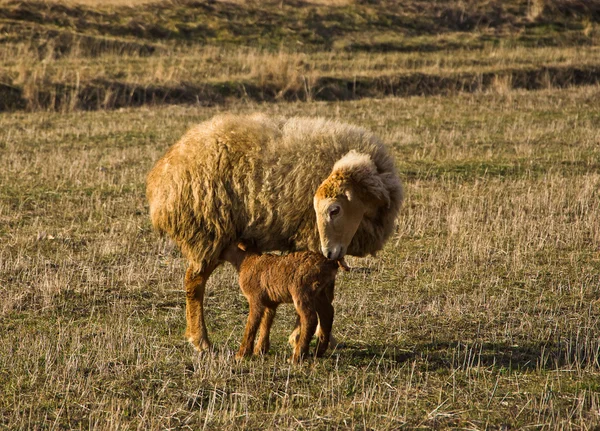 stock image Sheep and lamb in pasture